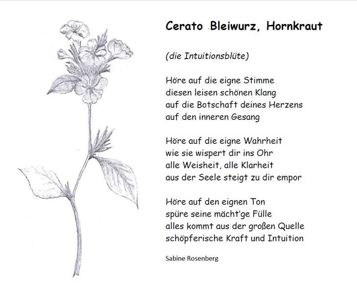 Bild "Bachblüten:Gedicht_Ceratob730.jpg"